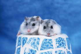 �A�j�}����ÃZ���^�[���y�b�g�N���j�b�N