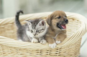 �A�j�}����ÃZ���^�[���y�b�g�N���j�b�N