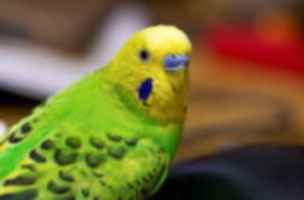 �A�j�}����ÃZ���^�[���y�b�g�N���j�b�N